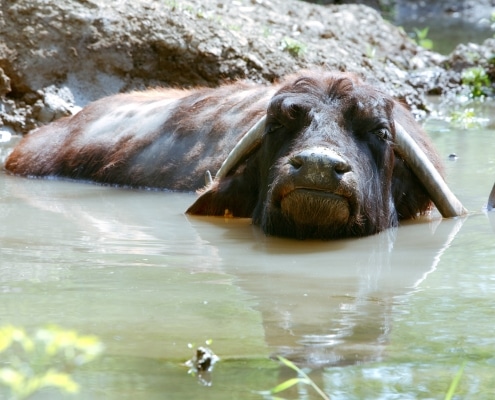 the multi-sport athlete
